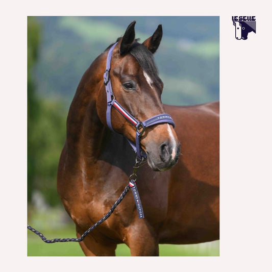 CAVEZZA E LUNGHINA TOMMY HILFIGER YALE - INDACO