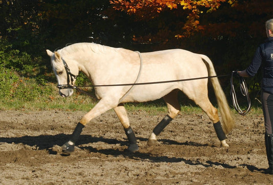 ABBASSATESTA BUSSE COTTON